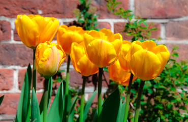 Spring yellow tulips blooming with green stalks against a rustic red brick wall background in Amsterdam, Netherlands.