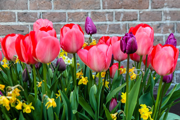 Spring pink red and purple tulips blooming with green stalks against a rustic brick wall background in Amsterdam, Netherlands.