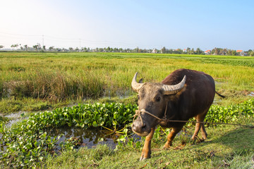 Water buffalo advancing towards the photographer in a rice field in Vietnam.