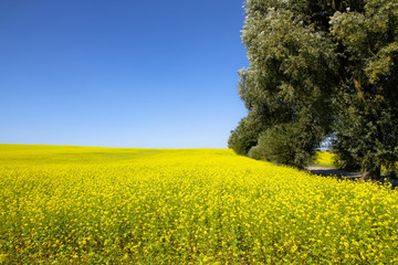Rapeseed field with blossoming yellow canola flowers (genus Brassica) and trees on the side of the frame during a sunny summer day with blue clear sky landscape photography.