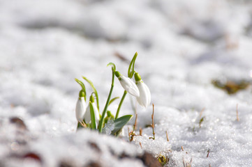 New life. Snowdrop in full bloom get out from snow. First flowers in spring. 