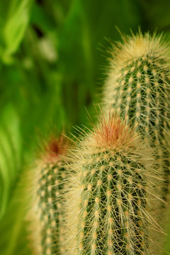 Close up of an indoor cactus on green background