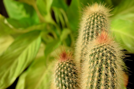 Close up of an indoor cactus on green background