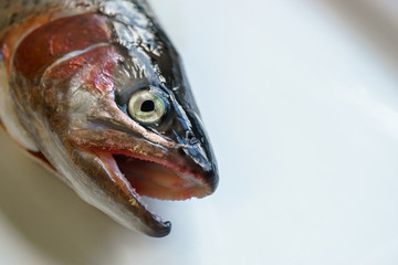 Fresh Rainbow Trout on White Plate