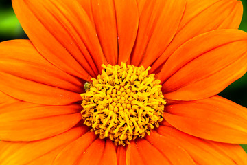 Orange Mexican sunflower (Tithonia rotundifolia) or "Fiesta Del Sol" flower macro photo with stunning intense orange colors and a small green insect seen as detail close to the centre of the frame.