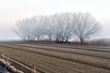 Niebla en los campos de La Marañosa. Madrid