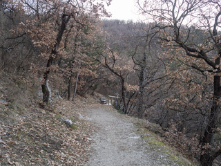 bosco della città