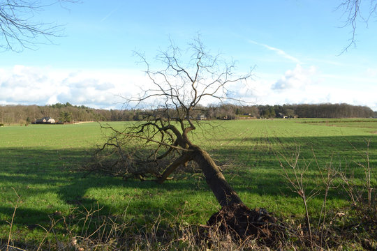 omgewaaide en ontwortelde eik aan de rand van de Kruisbergse bossen