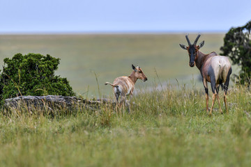 Topiantelope