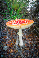 Amanita muscaria. fly agaric toadstool