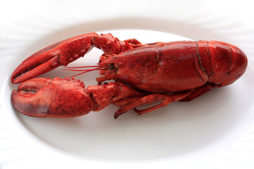lobster