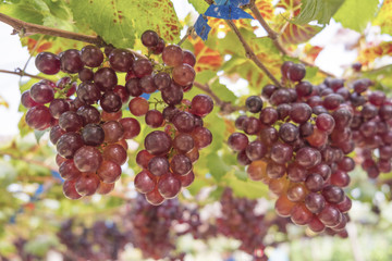 Fresh red grapes vine on plant and summer sun light.
