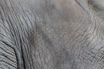 Asiatischer Elefant in der Nahaufnahme