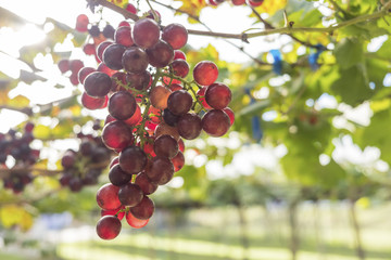 Fresh red grapes vine on plant and summer sun light.