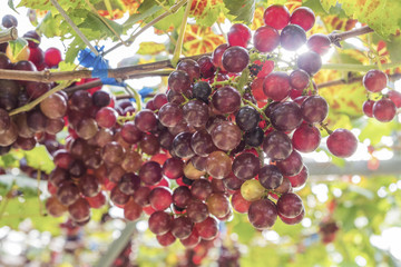 Fresh red grapes vine on plant and summer sun light.
