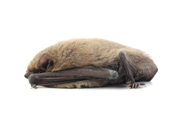 Bat isolated on white