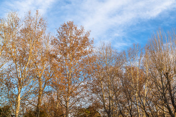 冬の公園の風景　樹木と青空１