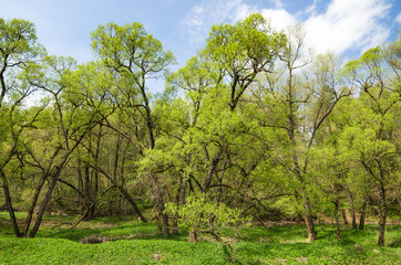 Trees in the spring on the river bank
