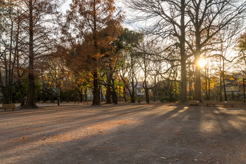 冬の公園の風景　夕日と木の影