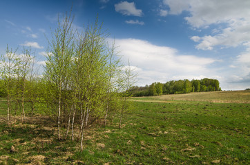 Trees in the spring on the river bank