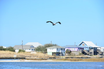 A Pelican flying at Dauphin Island in America