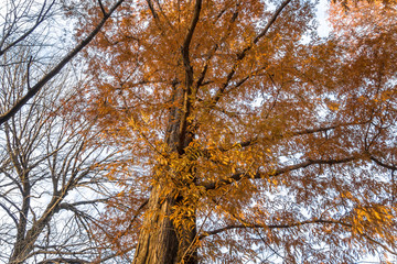 冬の公園の風景　杉の木