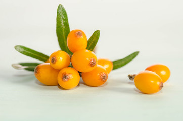 Sea buckthorn with green leaf on blue background