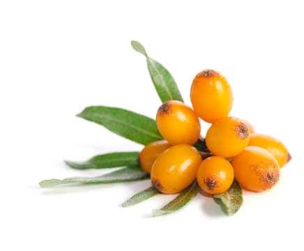 Sea buckthorn with green leaf on white background
