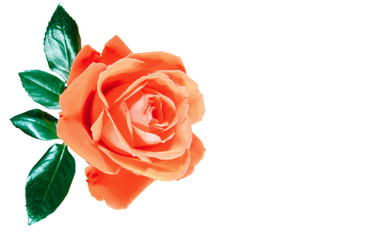 flowers wall background with amazing rose