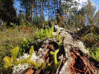 Fototapeta premium природа