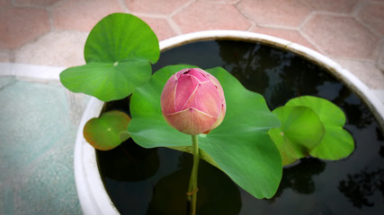 Pink Lotus and Water Lily Pad in Small Bowl