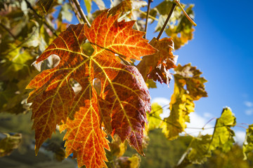 Colorful Autumn Grape Leaves