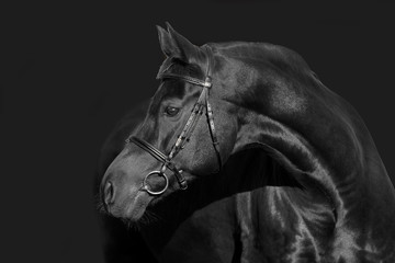 hengst portrait stallion schwarz black 