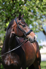 hengst portrait stallion schwarz weiß