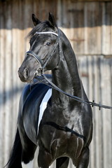 hengst portrait stallion schwarz weiß