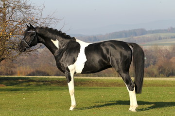 hengst portrait stallion schwarz weiß