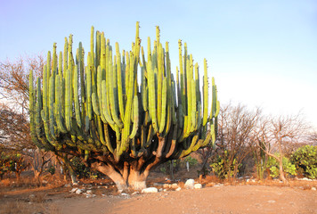 Giant cactus, Mexico, North America