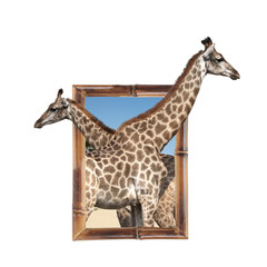 Two giraffes in bamboo frame with 3d effect