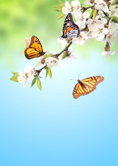 Fototapeta na wymiar Flowers of cherry and monarch butterflies