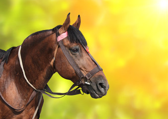 Obraz premium Portrait of a brown horse
