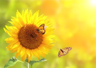 Zelfklevend Fotobehang Zonnebloem en monarchvlinders op vage zonnige achtergrond © frenta