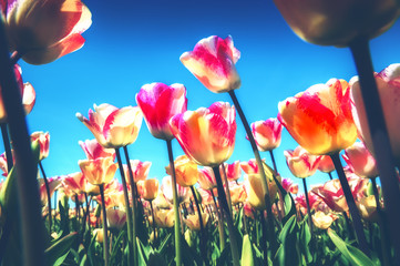 Spring landscape with beautiful yellow and pink tulips. Nature and flowers