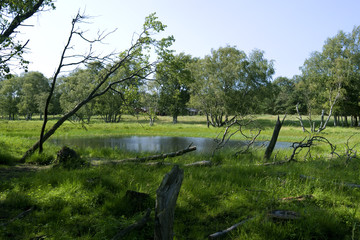 Fototapeta na wymiar Laesoe / Denmark: Small pond near Tagremme Bakke in Kaerene moorland