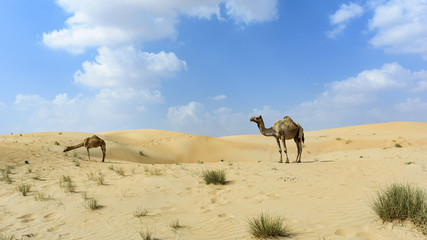 Fototapeta na wymiar Camel In Arabian Desert