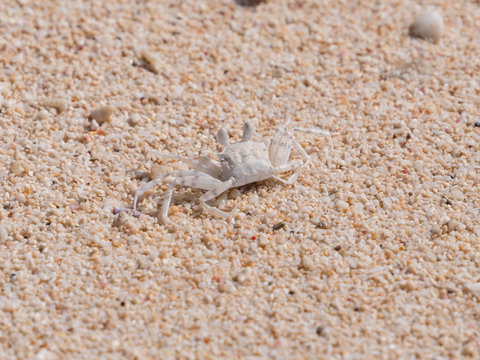 沖縄県 伊江島 ミナミスナガニ Stock Photo Adobe Stock