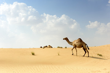 Camel In Arabian Desert