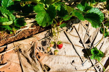 Rows of strawberries in a strawberry farm