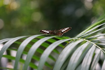 Butterfly is a beautiful winged bird.