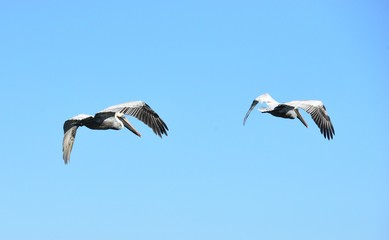 A pair of Pelicans flying in formation