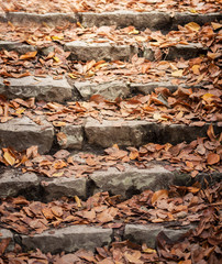 Autumnal leaves on stairs